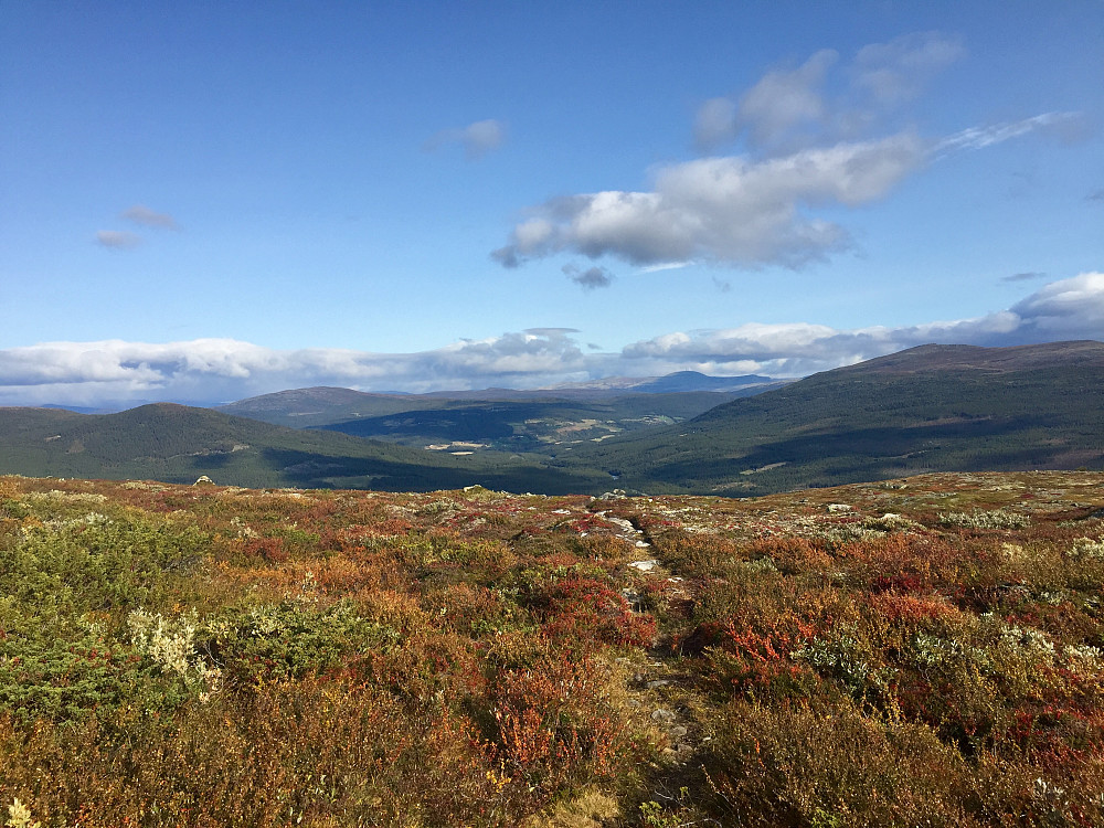 Over skoggrensa på god sti oppover mot Hestkneiktjørnin