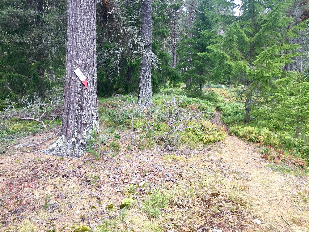 En liten merking ved stistarten fra Myromsætre