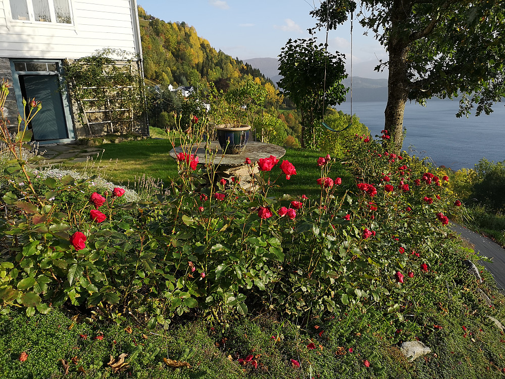 rosene i hagen har ikke vært så fine og blomstrende som nå
