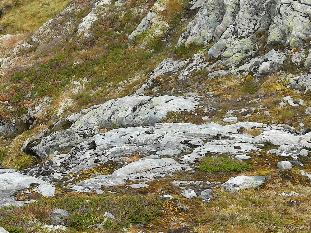 En rype fløy opp fra Bustenakkjen og satte seg på nedsida toppen og holdt seg helt i ro i flere minutter