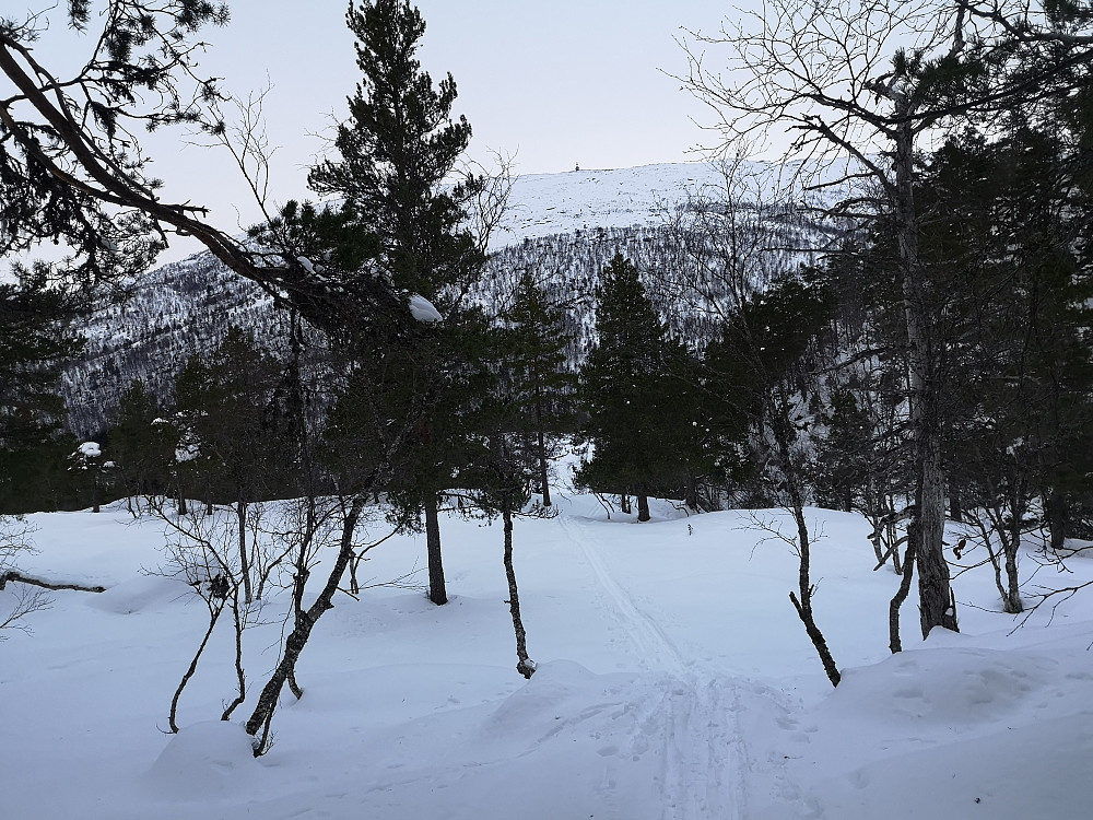 Over Ljøskarhaugen