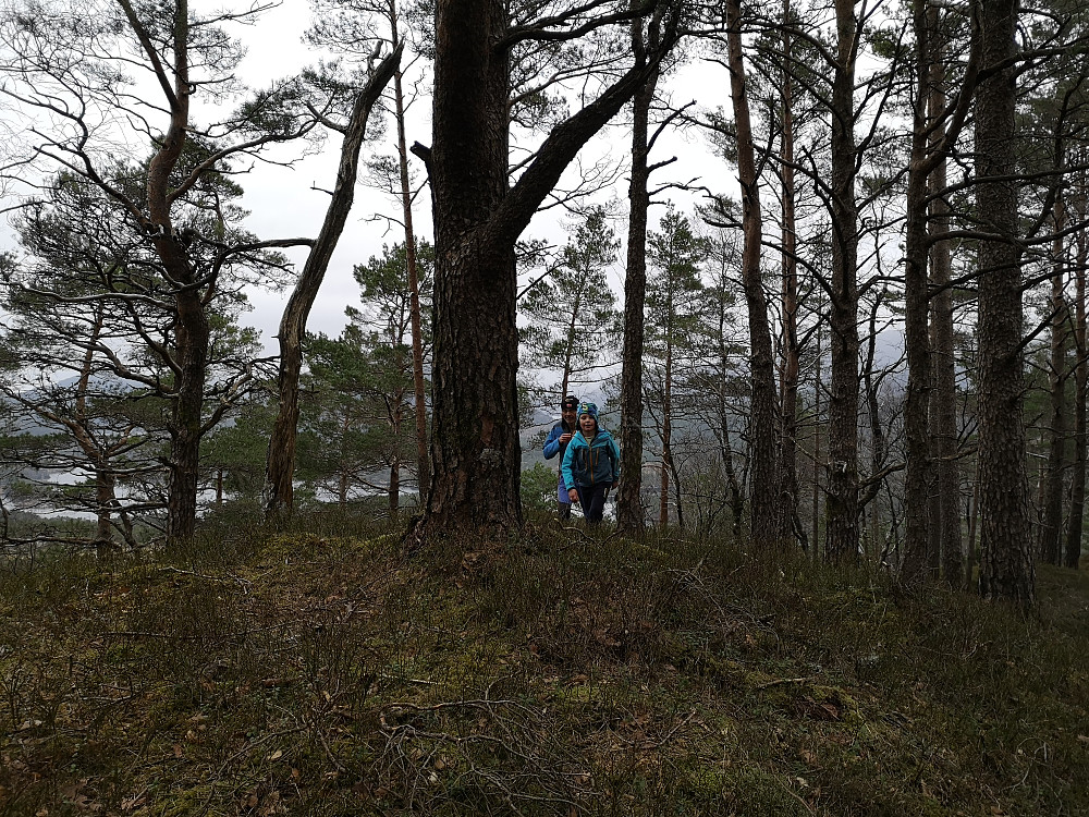 Nesten på toppen av denne skogkledde mosedotten!