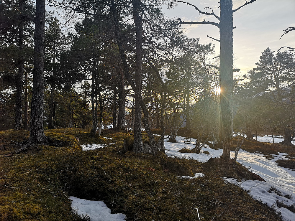 Resten av kveldssol kl 2040 på Ljøskarhaugen 