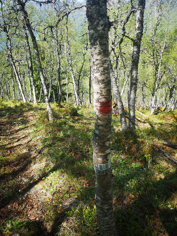 Merking av råsa 
