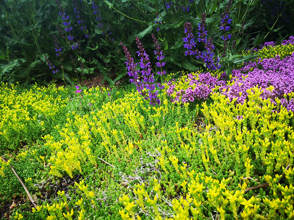 Lykkelig bie i blomstrende staudebed