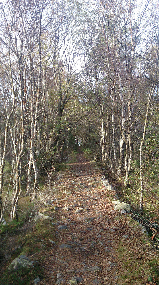 Trail on the way to Knappenfjellet
