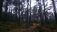 The trail towards Ospåpsen