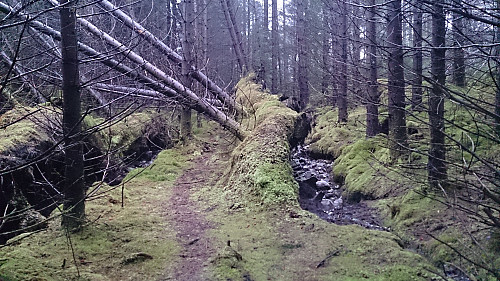 Trail towards Silkesåta