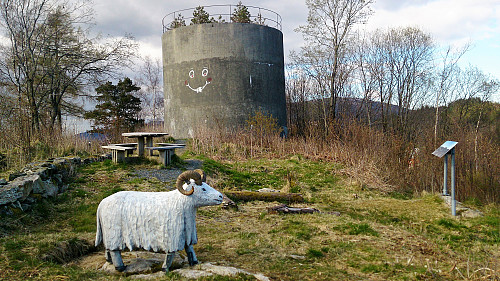 Sheep at the summit of Øvsttuntoppen