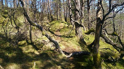 Trail from Nordhordlandskulten towards Raudlifjellet