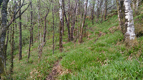 The trail down from Tårnnebben