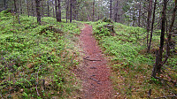 The trail west from Kaupangsholten