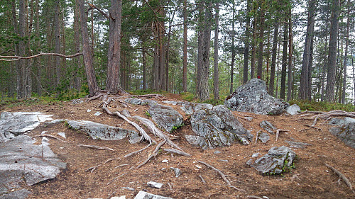The summit of Amlaholten