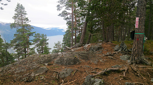 The summit of Amlaholten