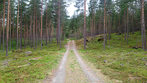 The forest road down from Amlaholten