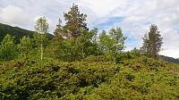 The top of Bjørndalshovden