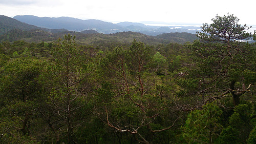 View towards Lysefjorden from south of Lauvåsen