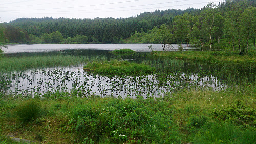 Bjørnevatnet