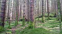 Forest towards Haggardsrinden
