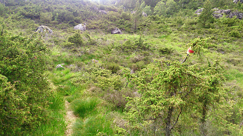 Marked trail towards Borefjellet