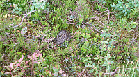 One of the locals at Lundåsane...