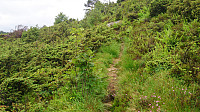 Trail towards Ebbesvikfjellet
