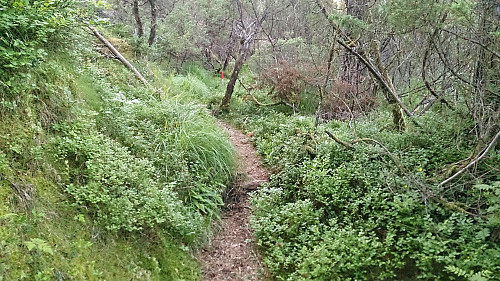 Marked trail towards Gardafjellet