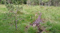 Trail towards Ramusfjellet