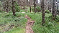 Trail at Ramusfjellet