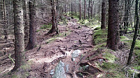Trail to Indregardsfjellet