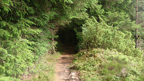 Back into the forest...