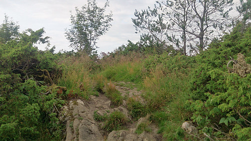 The highest point at Indregardsfjellet