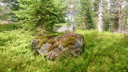 The highest point at Orrabruhaugen
