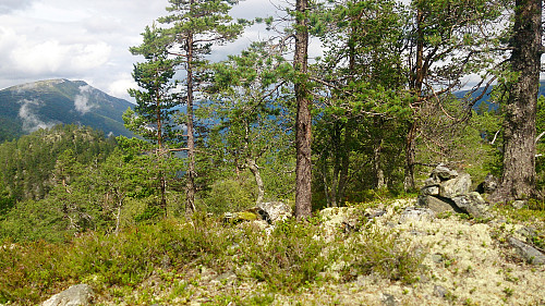 The highest point at Søre Gråbrørne. Store Haugmelen in the background.