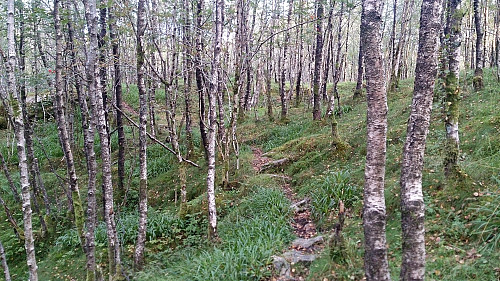 Trail between Toppenipa and Toppefjellet