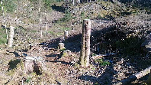 The outskirts of the logging area contains both T and N markings