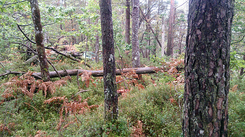 The highest point at Åsen