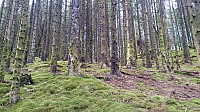 Deer tracks towards Raunåsen