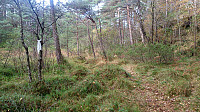 Marked trail towards Sjøbøhaugane