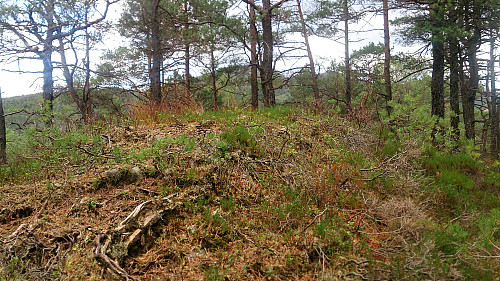 The highest point at Sjøbøhaugane with Lyshornet in the background