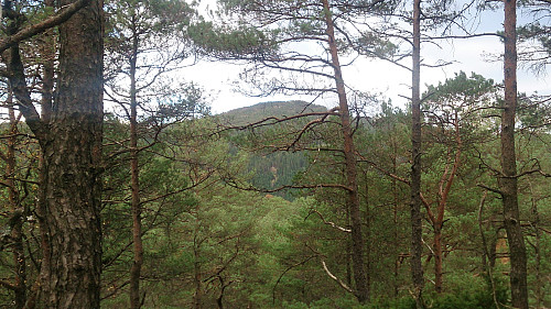 View towards Lyshornet from Sjøbøhaugane