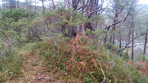 Alternative highest point at Sjøbøhaugane