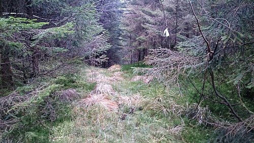 The marked trail towards Lyseklostervegen