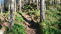 Trail towards Sandvikspilen