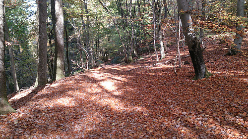 The beautiful roads covered in red leaves