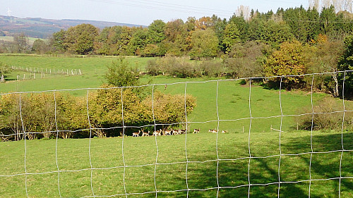 A large herd of deer