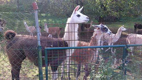 Next, Lamas!
