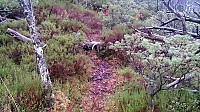 Trail towards Bjørnaåsen