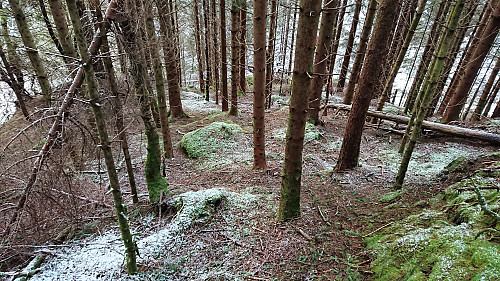 Trails/deer tracks southwest of Tverråsen