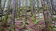 Trail/deer tracks to Fjærhovda